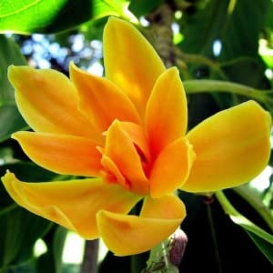 Mphmi Live Plant Nursery NCR Nurseryplant Michelia Champa, Son Champa (Orange, Grown Through Seed) - Plants (B0C2PL6BLW) Amazon Price History, Amazon Price Tracker