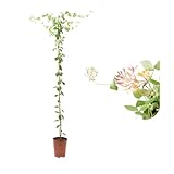 Verdecora Madreselva en maceta de Ø15cm | Lonicera japonica | Trepadora Natural de Rápido Crecimiento | Ideal para Jardines, Muros y Cercas