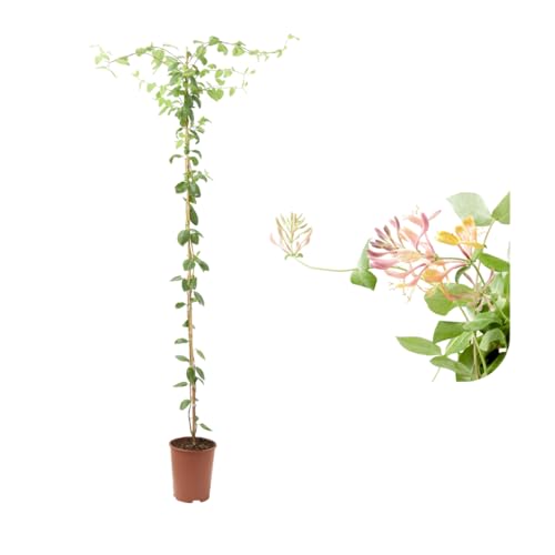Verdecora Madreselva en maceta de Ø15cm | Lonicera japonica | Trepadora Natural de Rápido Crecimiento | Ideal para Jardines, Muros y Cercas