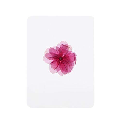 Flores prensadas secas mezcla natural para manualidades miniatura 3