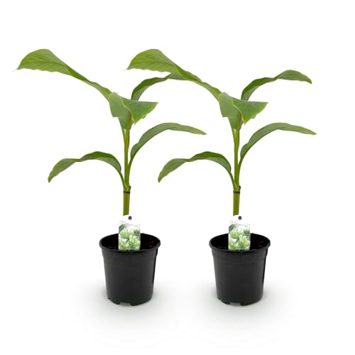 GreenboutiQ - Obstpflanze - Bananenpflanze - Musa Basjoo - Winterhart - 2 Pflanzen - Topf 17cm Höhe 40cm