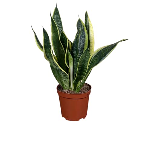 ZynesFlora Sansevieria Trifasciata Futura Superba Bogenhanf im Ø 12 cm Pflanzentopf - Höhe: 30-40 cm - Blattschmuckpflanze Sukkulente Luftreinigende Zimmerpflanze Cover