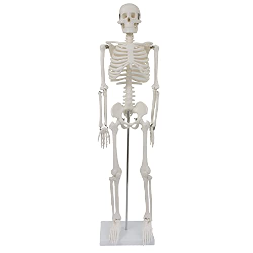 Medium Anatomical Skeleton 85 CM / Scientific Anatomical Model