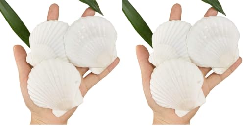 Image of SEAJIAYI 30 PCS Scallop Shells 2-3 Inch Natural White Sea Shells from Sea Beach for DIY Craft Home Decor(6-8 cm) (Pack of 2)