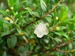 Park Farm Plants Myrtle (Myrtus communis), White,Purple