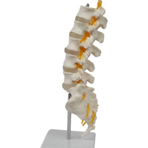 Modèle de colonne lombaire à 5 segments avec sacrum pour démonstration