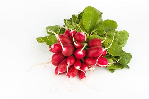 Radish Seeds for Planting - Plant & Grow Heirloom Non GMO Radish Seeds Home Outdoor Vegetable Garden - Great Gardening Gift (1, Cherry Belle Radish)