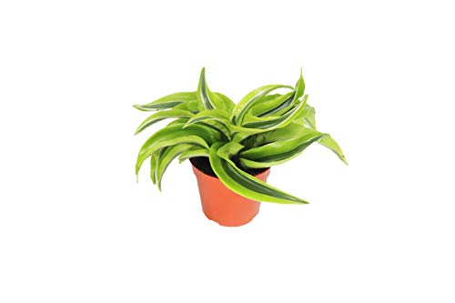 Dracaena Lemon Surprise - 4'' from California Tropicals