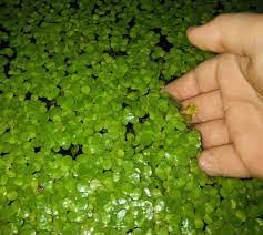 See full amazon price history chart for Duckweed plants live for aquarium seed, Aquarium live seeds duckweed floating plants (pack of 200) Duckweed plants live for aquarium seed, Aquarium live seeds duckweed floating plants (pack of 200) (B0CPWK9QMB) Amazon Price History, Amazon Price Tracker