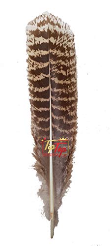 Image of Natural Striped Turkey Feathers (10 Pieces) (8-9 Inch)