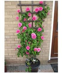 Live Red Rose Plant I Rare Scented Climbing Rose Flower Plant I With Growbag (Pack of 1)