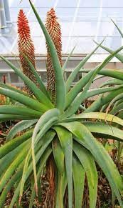 Tilt-Head Aloevera Plant