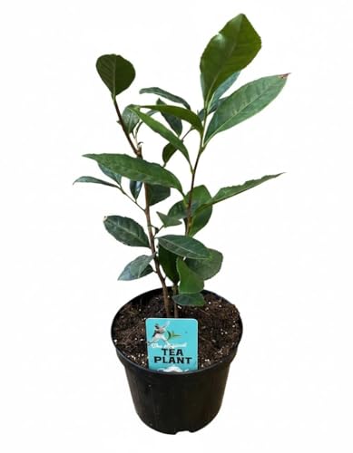 Le piante sono vendute in vaso cm 14