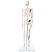 Axis Scientific Mini Human Skeleton Model with Metal Stand, 31