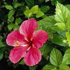 15pcs Calycanthus floridus Plant Seeds