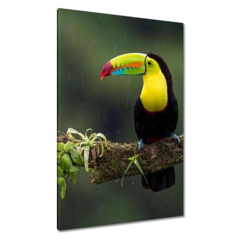 Toile toucan sur une branche 80x120cm : Évadez-vous dans votre salon moderne