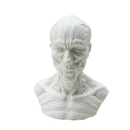 BONEW Human Model Craft Anatomy Skull Head Muscle Bone Medical Artist Drawing Study Model (White)