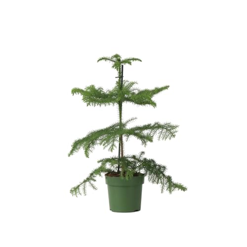 Plant in a Box - Araucaria Heterophylla - Pino de Norfolk - Pino de Interior - Maceta 14cm - Altura 45-55cm