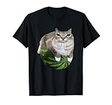 Funny Silly Cat Memes by The Meme Factory