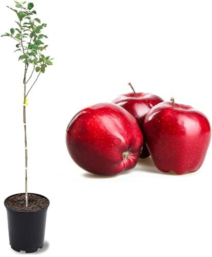 Image of 1 HEALTHY HYBRID ORGANIC GRAFTED APPl PLANT PLANT OUTDOOR GARDEN LIVE PLANT