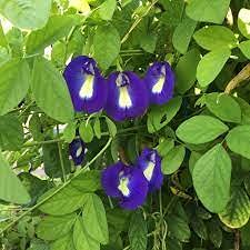 seeds Blue Puya Flower seeds