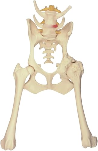 Image of Dog Skeleton Model,Canine Hip Model,Normal Hip Knee Joint Replica for Canine Anatomy for Veterinary Office Educational Tool Organs Model (Canine Hip)