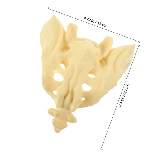 Sacrum humain en PVC blanc lavable pour formation médicale