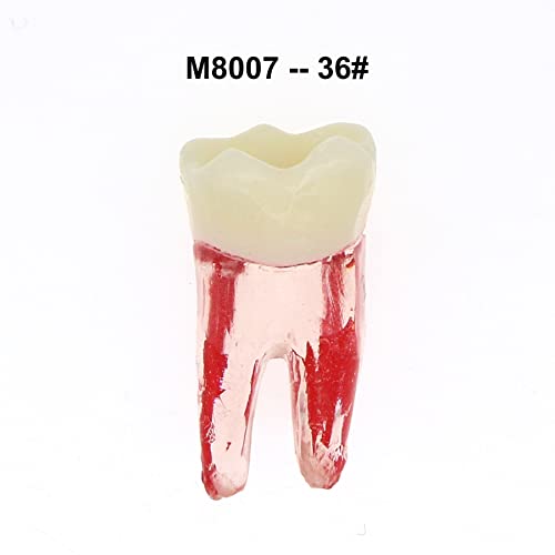 Debksgeoti DETESI-20230331-M8007 5Pcs Dental Root Canal Pulp Cavity Teeth Model Endodontic Practice Rct Typodont M8007 11# 14# 16# 21# 33# 34# 35# 36# 44# 45# Practicing Study Teach thumb #1