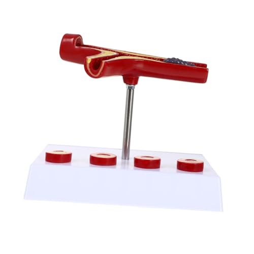 Modèle anatomique de circulation sanguine en PVC réaliste pour l'excellence éducative