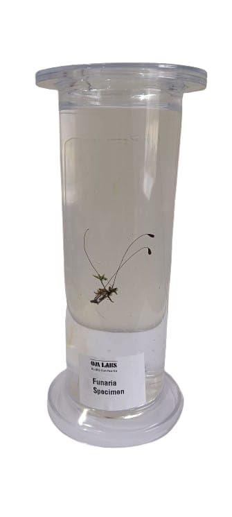 Funaria Specimen (Botany Specimen)