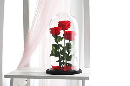 Three Beauty and the beast roses, Live Forever Rose, Enchanted Rose, Rose in glass dome, Forever rose, Rose in Glass, preserved rose, preserved flower, Red rose