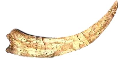 Dinosaur Claw Replica - Therizinosaur - 23"