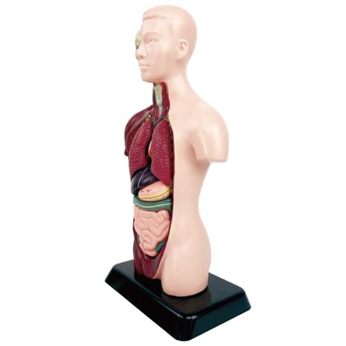 Modèle structure corps humain jouet scientifique transparent pédagogique d'anatomie