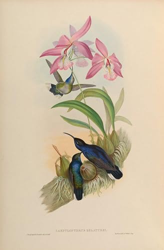 Tableaux peinture sur toile animal oiseau John Gould décoration murale de 60x90cm