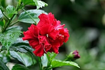 Image of Double Petal Red Hibiscus Flower Live Plant | Most Beautiful Indian Plant | Panch Mukhi Red Hibiscus for Pooja | Home Gardening Outdoor & Indoor Planting |(Without Pot)
