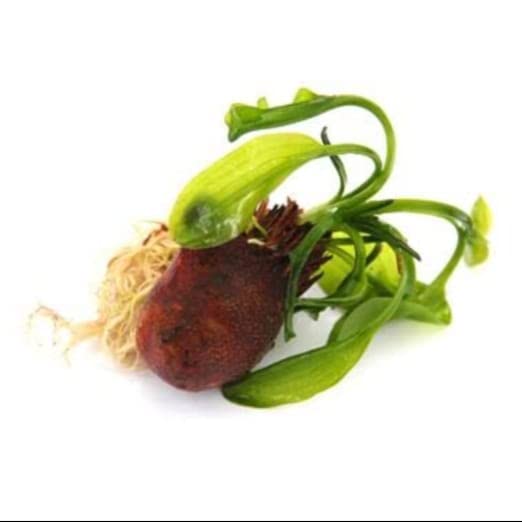 Aquarium live plant seeds/bubs pack of 3 (B0B1XBMGCK) Amazon Price History, Amazon Price Tracker