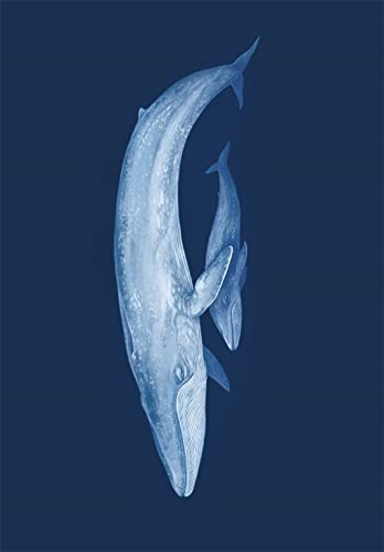 Oceanarium Postcards