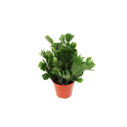 White Holiday Cactus, Christmas and Thanksgiving Hybrid - 4'' from California Tropicals