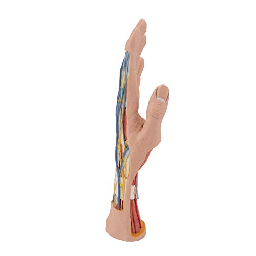 Image of 3B Scientific M18 Internal Hand Structure Model 3-part - 3B Smart Anatomy
