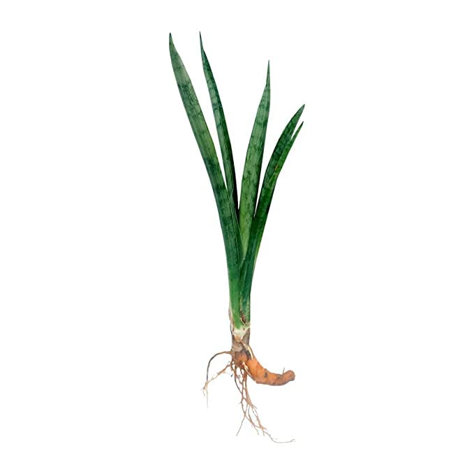 SelfLine | Live Snake Plant Air Purifier Plant Indoor Plant Snake Plant Without Soil (100 Plant) (B0BX9CKVQ7) Amazon Price History, Amazon Price Tracker