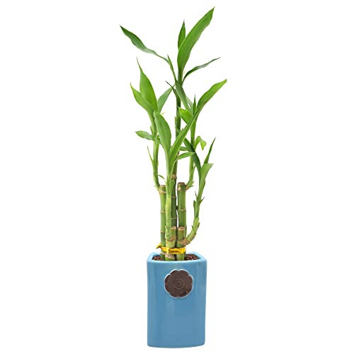 Arcadia Garden Products 5-Stem Lucky Bamboo, Live Indoor Plant in Contour II Ceramic Planter for...