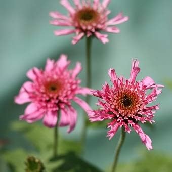Amazon 宿根草苗 エキナセア ピンクダブルデライト 花