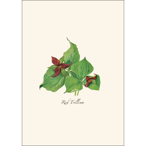 Image of Earth Sky + Water - Woodland Wildflower Assortment Notecard Set - 8 Blank Cards with Envelopes (2 each of 4 styles)