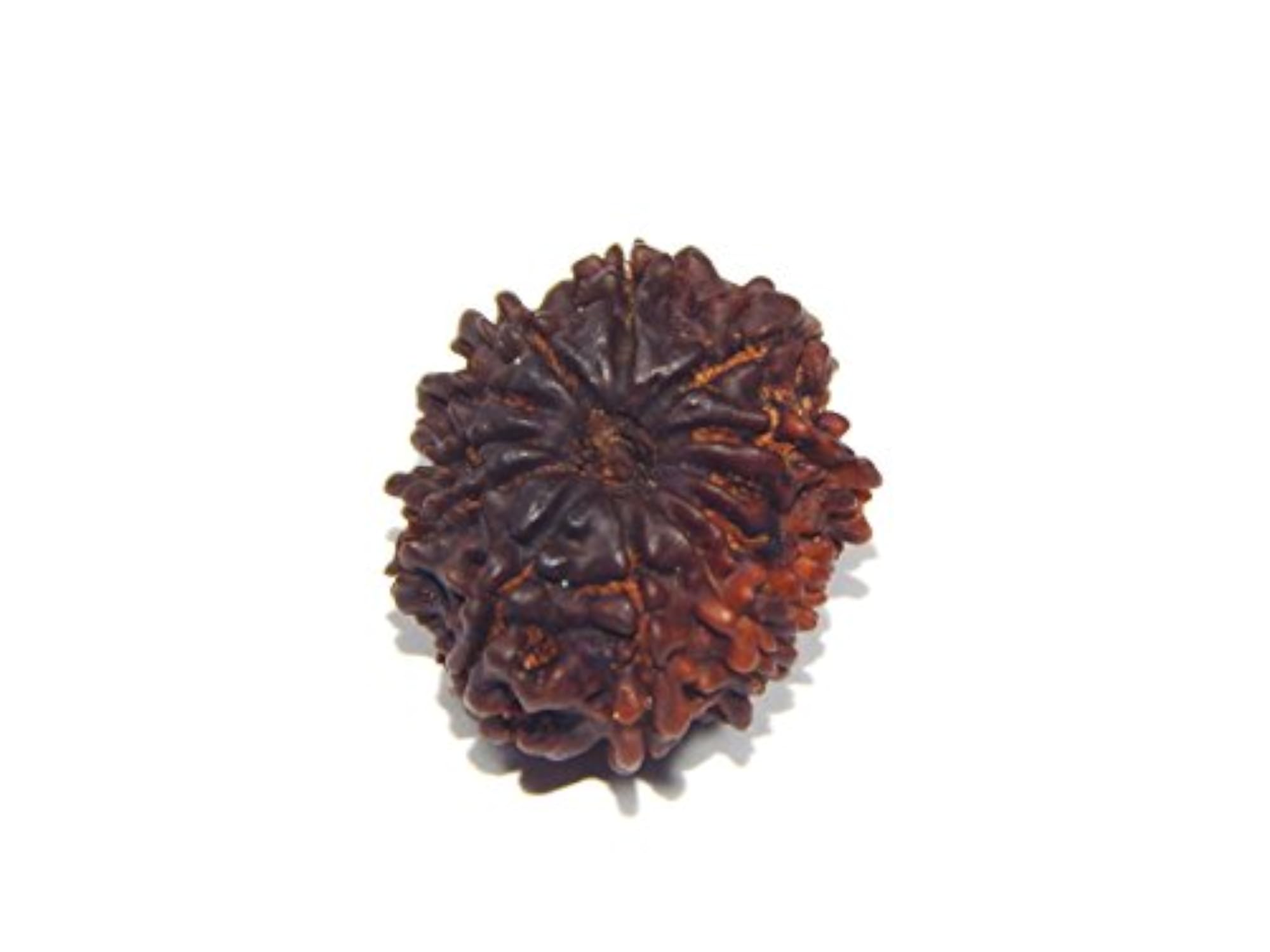 Original 12 Mukhi Twelve Mukhi Rudraksh, 11.5ct