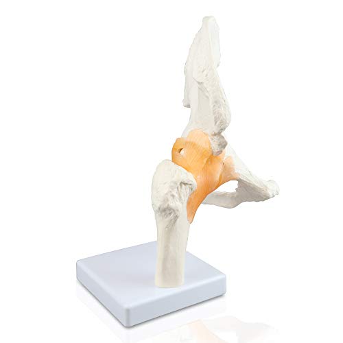 Image of Parco Scientific PB00040 Classic Functional Hip Joint Model, Articulates with Life Like Flexible Ligaments, Features Femur, Hip Bone & Surrounding Ligaments