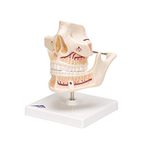 Image of 3B Scientific VE281 Adult Denture - 3B Smart Anatomy