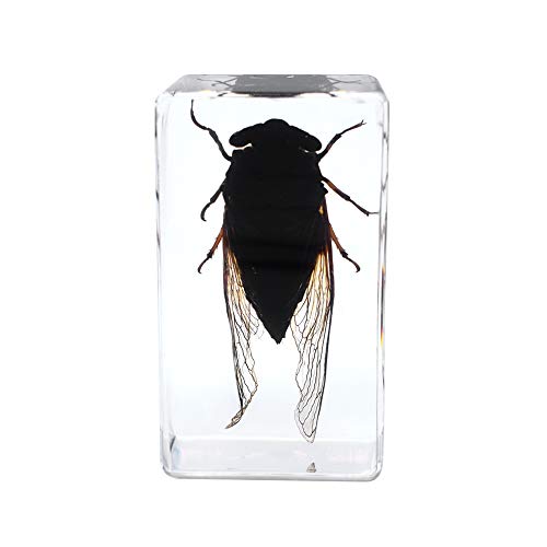 Espécimen de Cigarra Real Pisapapeles Insecto Animal Cryptotympana Atrata Espécimen Aula de Ciencias Taxidermia Para la Educación Científica