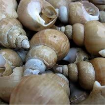 磯の珍味「白バイ1kg」お刺身用、肝も絶品!! 山陰境港産のサムネイル