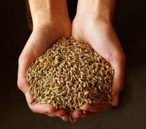 Old Cobblers Farm Winter Rye Seeds Non-Gmo, Cover Crop (10Lb) #TOP1