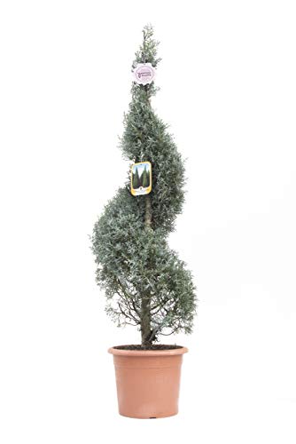 Vannucci Piante - Cupressus arizonica 'Fastigiata', Cipresso blu, Spirale, Pianta vera in vaso, Pianta da terrazzo (cod. 13)